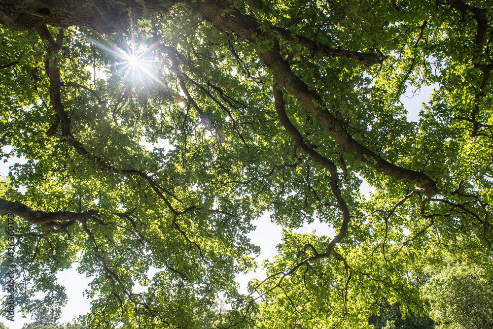 Fototapeta premium canopia