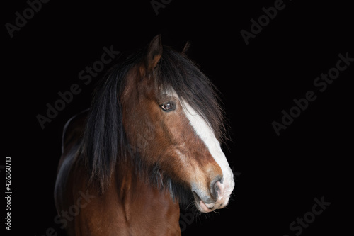 Clydesdale Horse