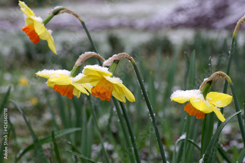 gelbe narzissen mit schnee bedeckt photo