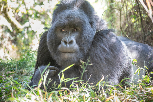 Gorilla beringei beringei, gorila horská © Ondrej