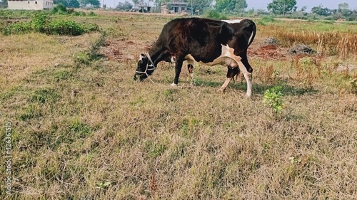 Cow in field