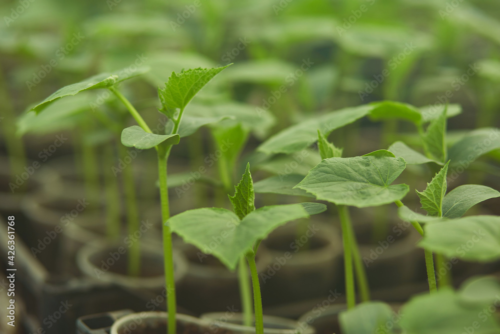Cucumber plants in a greenhouse close up. Green background. Agricultural work concept in spring Cucumber plants in a greenhouse close up. Green background. Agricultural work concept in spring