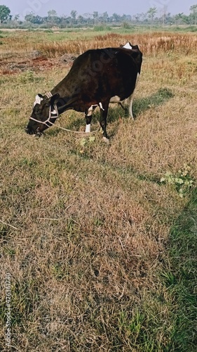 cow on the farm
