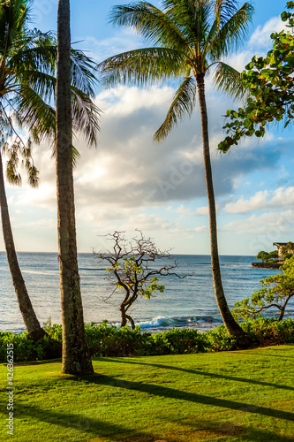 Palm trees on the beach in hawaii oahu