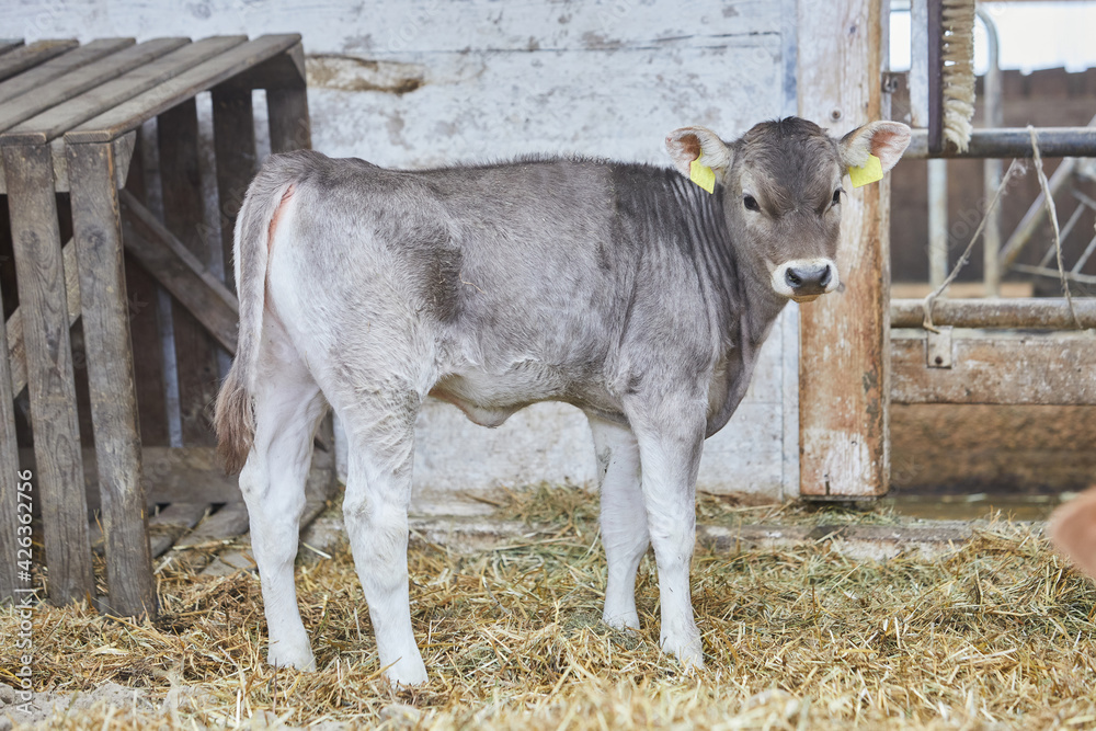 Calf in the barn looks at the camera. It is light gray and not yet half a year old. It stands on hay and is alone. Cows contribute to climate change through their methane emission Calf in the barn looks at the camera. It is light gray and not yet half a year old. It stands on hay and is alone. Cows contribute to climate change through their methane emission