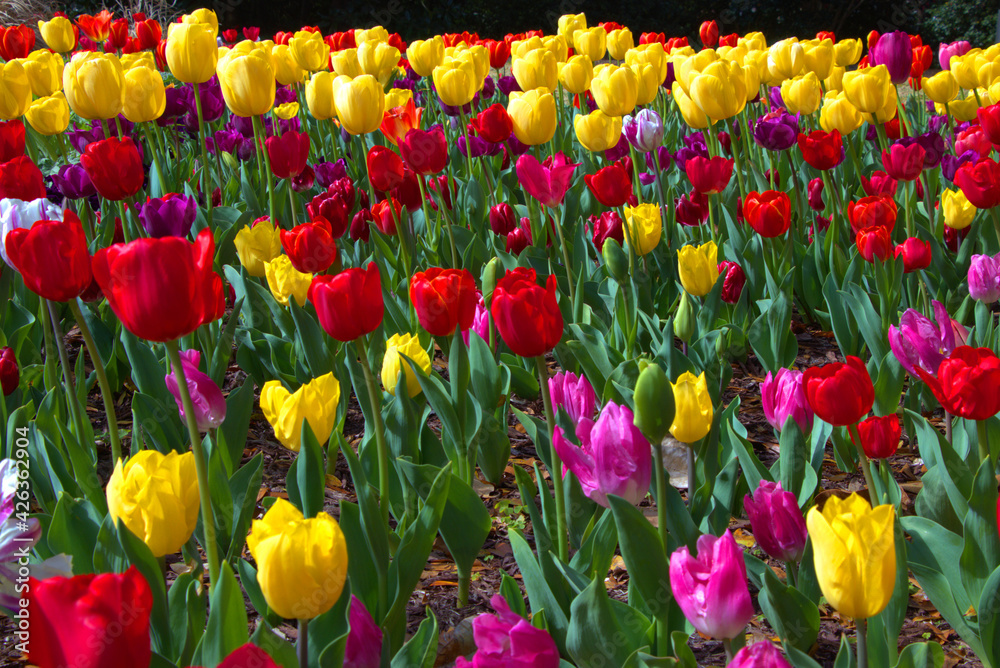 Obraz premium red and yellow tulips