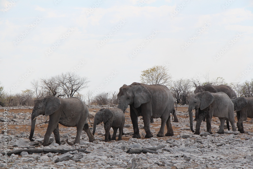 Fototapeta premium elephants in a nationalpark in namibia 