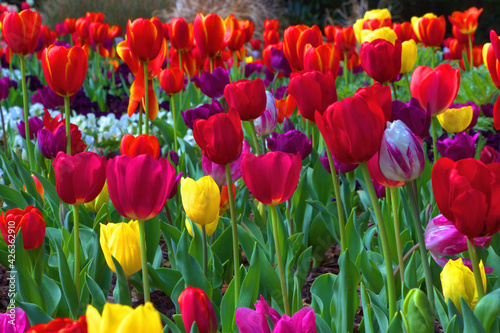 field of tulips