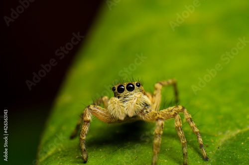 Macrofotografia de una araña saltarina