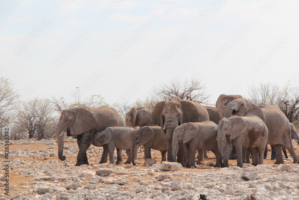 a herd ofelephants in a nationalpark in namibia