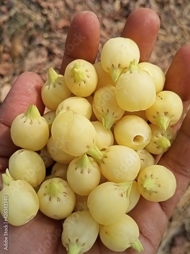 Mahua madhua longifolia in the hand photo