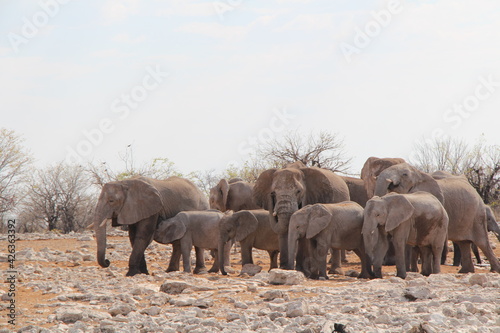 a herd ofelephants in a nationalpark in namibia