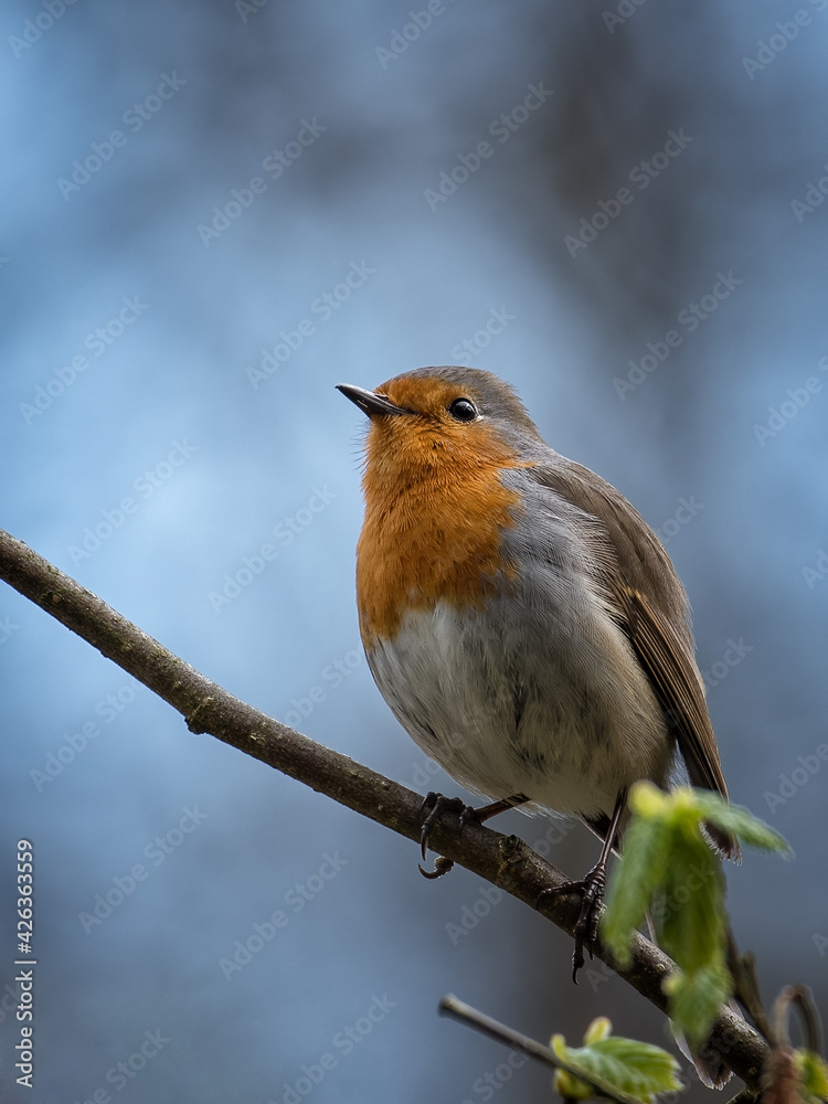 Robin on branch