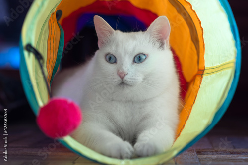 white cat with blue eyes playing in cat's tunnel