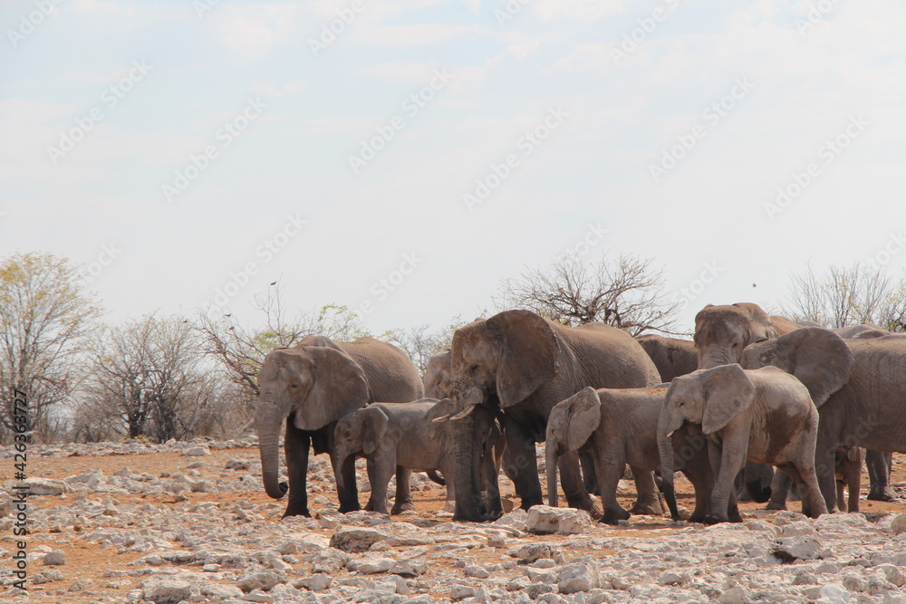 Fototapeta premium elephants in a nationalpark in namibia 