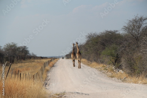 Photography giraffes on the street