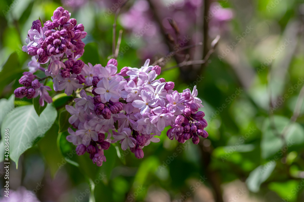 Syringa vulgaris violet purple flowering bush, groups of scented flowers on branches in bloom, common wild lilac tree Syringa vulgaris violet purple flowering bush, groups of scented flowers on branches in bloom, common wild lilac tree