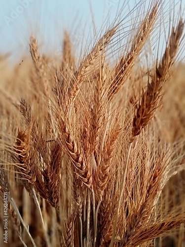 ears of wheat on the field