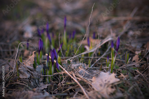 crocuses  at the beginning of flowering