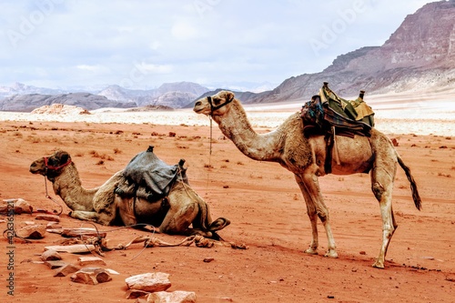 Obraz w ramie camels 