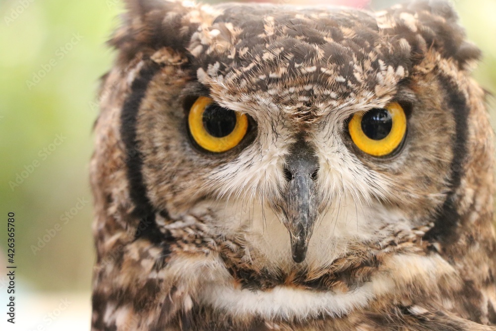 Obraz premium フクロウ