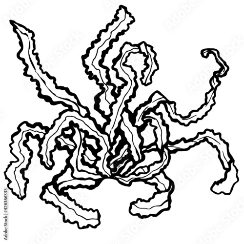 hand drawn kelp 