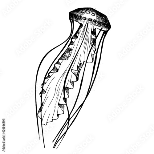 hand drawn sketch of a  jellyfish