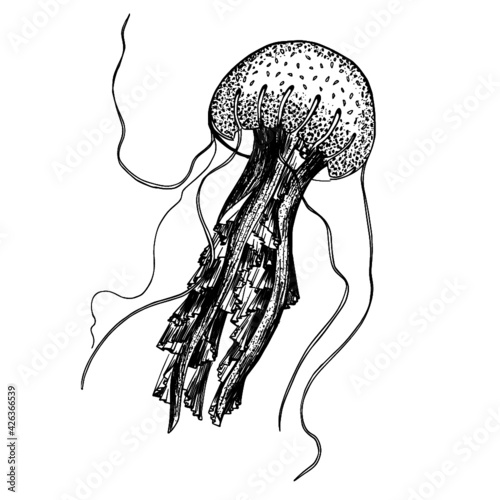 hand drawn jellyfish