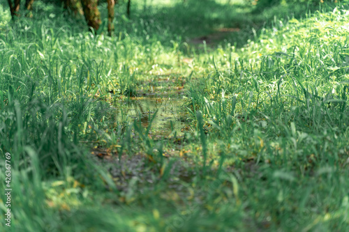 natural green background. wet forest path after rain on a summer day.