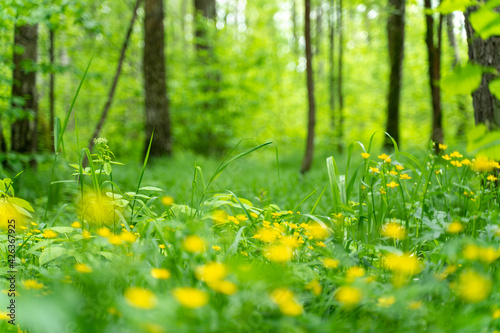 Fototapeta Naklejka Na Ścianę i Meble -  flowers of a yellow buttercup on a background of green grass.