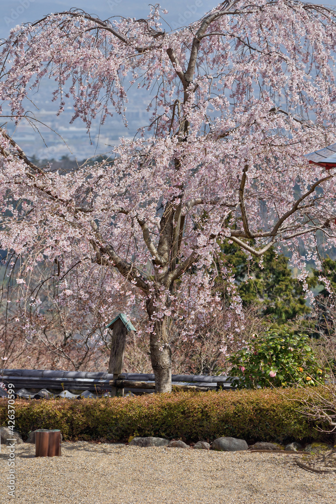 善峯寺の枝垂れ桜