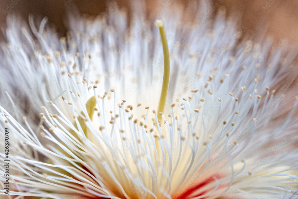 flowers with fibrils,  closeup of Eucalyptus flowers, floral background
