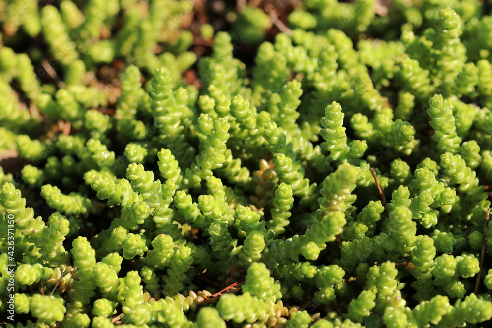 Young shoots of white stonecrop , growing in flower bed. Sedum album. Ground cover plants. Young shoots of white stonecrop , growing in flower bed. Sedum album. Ground cover plants.
