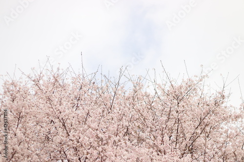 桜