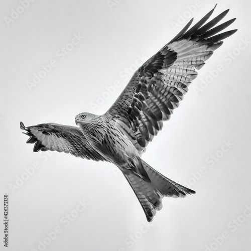 Red kite (Milvus milvus) in flight edited in a high key, fine art style. Photographed in Sussex, UK, in winter. photo