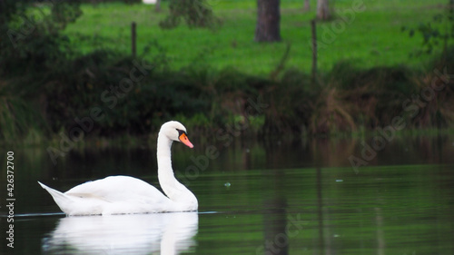 Cygne blanc photographi   en pose longue  naviguant paisiblement sur un   tang  en fin de soir  e