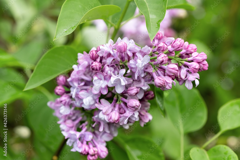 A branch of lilac flowers with green leaves close-up on a blurred background. A branch of lilac flowers with green leaves close-up on a blurred background.