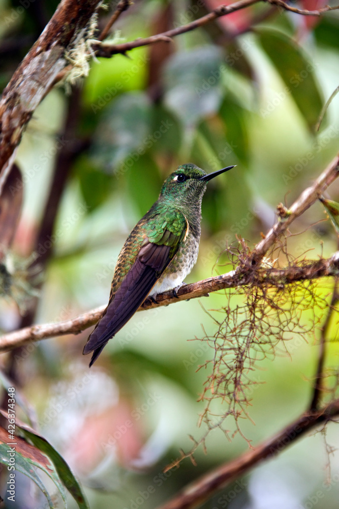 Fototapeta premium Buff-tailed Coronet Hummingbird - Mindo Cloud Forest - Ecuador