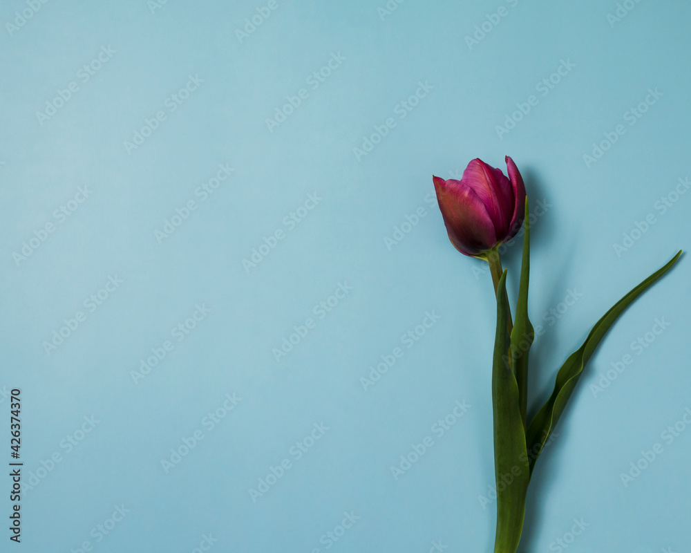 Greeting card with pink tulip on blue background Greeting card with pink tulip on blue background