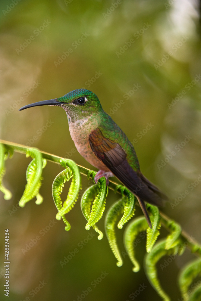 Fototapeta premium Fawn-breasted Brilliant Hummingbird - Mindo Cloud Forest - Ecuador