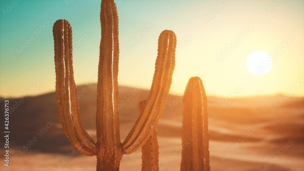 Saguaro Cactus on the Sonoran desert in Arizona