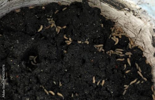 Wallpaper Mural Maggots in fish feed when fishing Torontodigital.ca