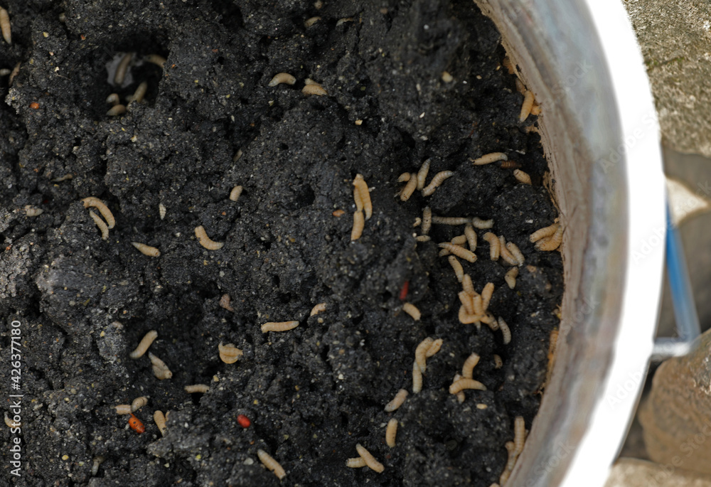 Maggots in fish feed when fishing Maggots in fish feed when fishing