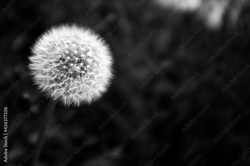 Obraz premium dandelion head