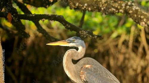 Great blue heron (Ardea Herodias) wading in a mangrove forest at Caleta Tortuga Negra, Baltra Island, Galapagos, Ecuador photo