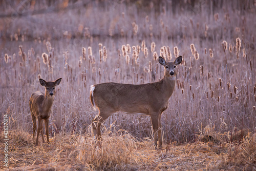 Horizontal side view of young female white-tailed deer and her young standing in field during a golden hour spring morning, Leon-Provancher conservation area, Neuville, Quebec, Canada © Anne Richard
