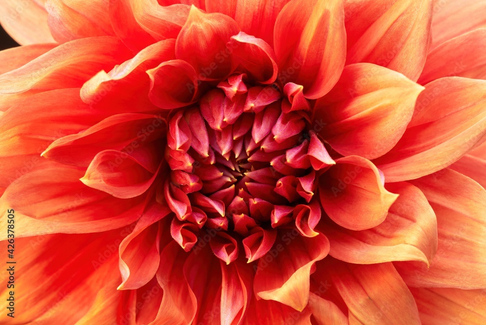 Macro of red georgina, dahlia flower. Detail of the center and petals. Macro of red georgina, dahlia flower. Detail of the center and petals.