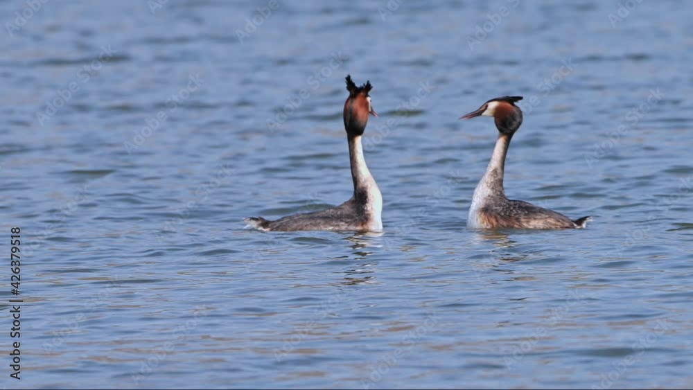 Great Crested Grebe birds couple (Podiceps cristatus) in their mating dance in the blue lake.