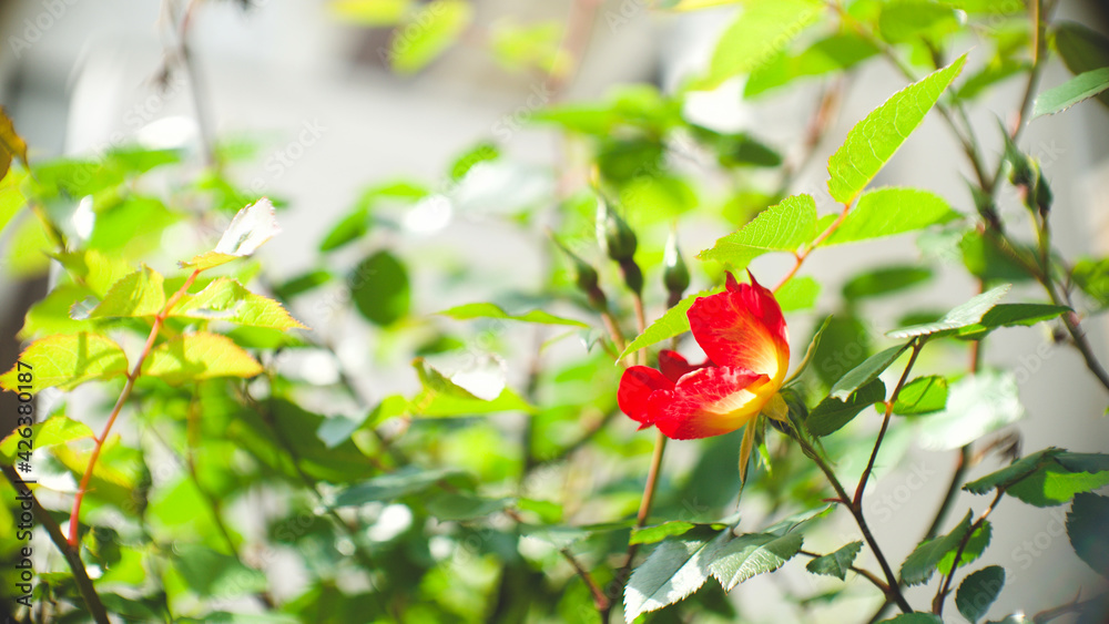 赤い花 赤い花