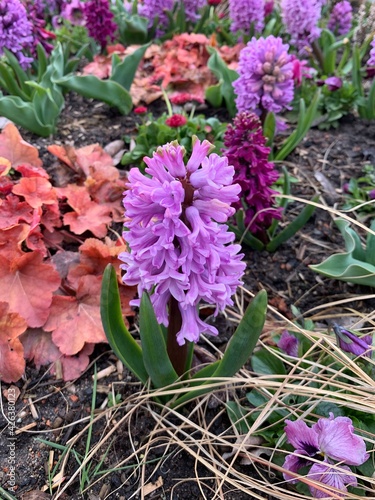 pink and purple flowers